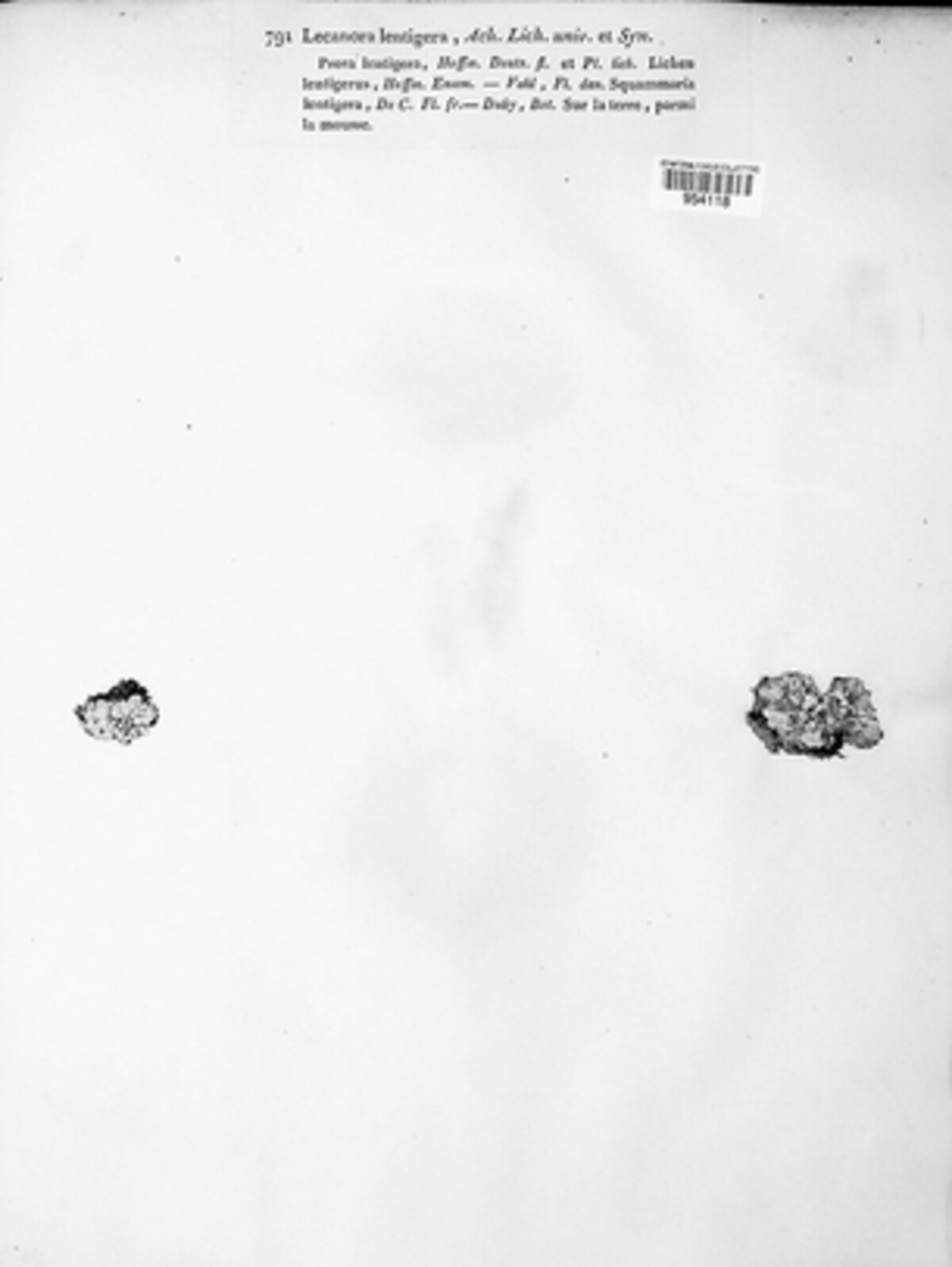 Lecanora lentigera image